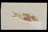 Bargain Fossil Fish (Knightia) - Wyoming #150576-1